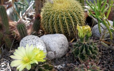 Ausstellung „Stachelige Schönheiten“